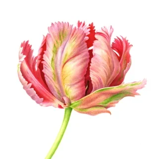 Tulip 1